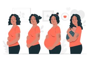 Ilustração mostrando o desenvolvimento fetal em diferentes trimestres da gravidez.